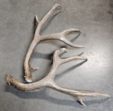 Set natural sheds for sale  Cody