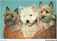 Akvp9 0744 chien d'occasion  France