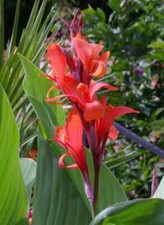 Semi canna indica usato  Trappeto
