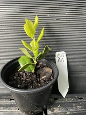 Cajun gold holly for sale  Martin