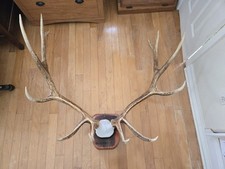 Elk antler rack for sale  Gulf Breeze