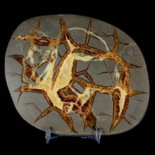 4.7 septarian dragon for sale  Post Falls