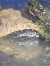 L174 pleco hypancistrus for sale  PLYMOUTH