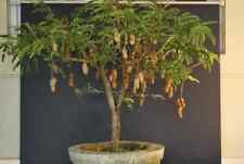 Tamarindo nano bonsai usato  Monreale