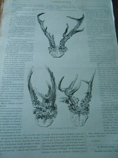 Gravure 1890 chasse d'occasion  Bourgoin-Jallieu