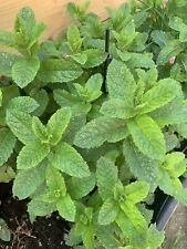 Lot plants menthe d'occasion  Wimille