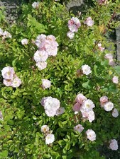 Bare root pink for sale Bare root pink for sale  MAIDSTONE