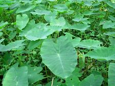 Vietnamese taro plant for sale  Marietta