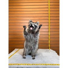 Fhcoon8 raccoon taxidermy for sale  Hill City