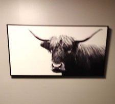 Lg. scottish highland for sale  Minneapolis