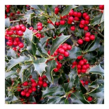 Ilex aquifolium alaska for sale  HORSHAM