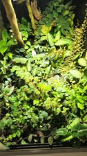 Terrarium plant bundle. for sale  CARDIFF