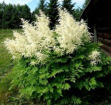 Goats beard aruncus for sale  Saint Augustine