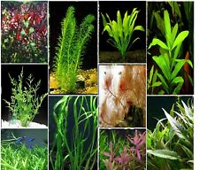 Aquarium live plants for sale  DRONFIELD