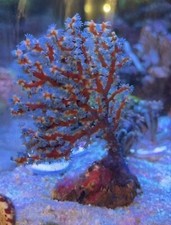 coral frags for sale coral frags for sale CREWE