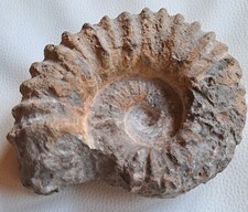 Fossil ammonit versteinerte gebraucht kaufen  Rosenheim