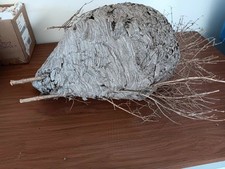 hornets nest for sale  Watertown