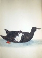 Aquarell gryllteiste cepphus gebraucht kaufen  Bremen