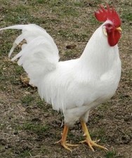 Uova fertili galline usato  Messina