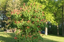 Dwarf red buckeye for sale  Paducah