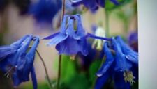 Aquilegia blue plug for sale  PENRITH