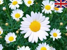 200 sementes ORGÂNICAS olho de boi margarida branco amarelo inglês britânico prado flor selvagem  comprar usado  Enviando para Brazil