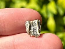 Rare mongolia fossil for sale  Coppell