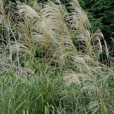 Miscanthus porcelana HURON SUNRISE na sprzedaż  PL