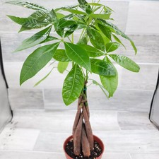 pachira money tree for sale pachira money tree for sale Ontario