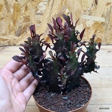 Euphorbia trigona rubra usato  Trevi
