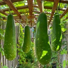 Premium hazari giant for sale  DAGENHAM