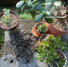 Premium jade plant for sale Premium jade plant for sale  HUDDERSFIELD