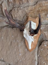 Taxidermy roe deer for sale  BARNARD CASTLE