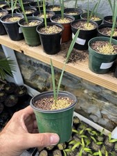 Sabal minor apalachicola for sale  Clarksville