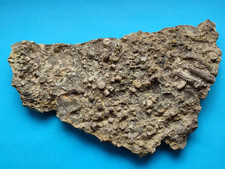 Muschelkalk disart seelilienst gebraucht kaufen  Öhringen