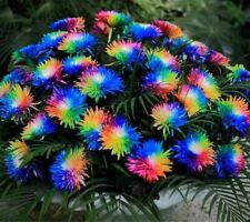 10 sementes arco-íris crisântemo flores sementes plantas cor brilhante vendedor EUA  comprar usado  Enviando para Brazil