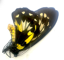 Ornithoptera victoria victoria usato  Spedire a Italy