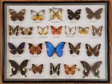 Butterfly malaysia collection for sale  Kensington
