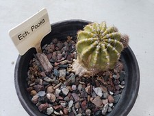 beautiful pups for sale beautiful pups for sale Las Vegas