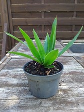 yucca rostrata d'occasion yucca rostrata d'occasion Soisy-sous-Montmorency