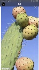 Grand plant cactus d'occasion  Fos-sur-Mer