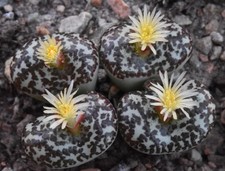 Conophytum obcordellum ursprun for sale Conophytum obcordellum ursprun for sale  AYLESBURY