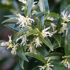 Sarcococca dragon gate for sale  UK