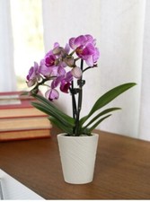 Live plant tall for sale  Miami