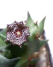 Używany, Orbea carnosa na sprzedaż  Wysyłka do Poland