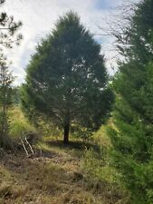 Eastern red cedar for sale  Cantonment