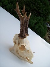 Gehörn rehgehörn geweih gebraucht kaufen Gehörn rehgehörn geweih gebraucht kaufen  Deutschland