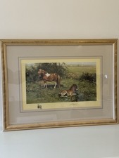 Shelties david shepherd for sale  HEMEL HEMPSTEAD