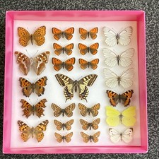 Collection butterfly specimens for sale Collection butterfly specimens for sale  RAYLEIGH