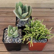 Green garden inch for sale  Fallbrook